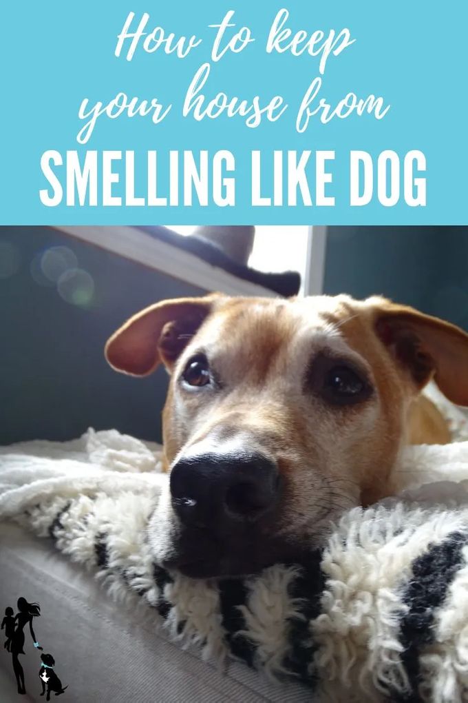 HOW TO KEEP YOUR HOUSE FROM SMELLING LIKE DOG
1. Fresh air: This is first because I can’t overstate its importance. For one thing, if you live in a new or a new-ish house, they’re built so well as to be virtually air-tight. That’s great for saving energy but not so great for letting out stink and letting in fresh air. So, open a window whenever you can! Our house, btw, is super leaky and does not fall into that air-tight category. We still have a lot of work to do to fix those problems, but I still make a point to crack or open a window when I’m cleaning or when I start to smell a smell. If you do nothing else on this list, open a window. It’ll make a huge difference.
2. Filter: Keep your air as clean as possible with HEPA filters. HEPA stands for high-efficiency particulate air. It basically works by forcing air through super-fine mesh filters to trap tiny gunk like dander… and pollen, dust mites, smoke particles. So, make sure you buy HEPA filters for your furnace (we buy this kind). If possible, get a HEPA filter for your vacuum, too. Some vacuums allow you to swap filters, but if not, and if you’re in the market for a new vacuum, here’s my quick thought on that: Cheap is expensive in the long run. We’ve gone through more vacuums than I can remember. They’ve all burnt out, except for our Dyson Animal. (It’s like this one, but they actually don’t make our exact one anymore… ours pre-dated the roller ball thing.) We got in 2005, and it’s outlasted about half a dozen others. Expensive up front, yes, but the cost-per-year is totally reasonable. And it works super well for pet dander.
3. Easy-to-clean pet products: So many pet products now come with some kind of odor-resistant technology built in. The cat bed we featured in our 2018 holiday gift guide, for instance, has probiotic technology baked in to prevent odors. At the very least-though, any bedding should have a removable, machine-washable cover like this bed Cooper uses. (BTW, we got this bed ages and ages ago as a press sample when I wrote for a pet magazine, and it still looks basically brand new… back to my point that cheap is expensive in the long run!) And then, of course, wash bed covers, towels, and soft toys on a weekly basis. I do a load of Cooper’s laundry–bed covers, stuffies, towels–along with Ripley’s mice because they all just get smelly with daily use. Definitely don’t run out to buy replacement products unless you are in need of something. I’m never one to recommend buying something for the sake of buying it. However, when you are in the market, look for pet products with anti-microbial odor-resistant technology or at least easy-to-clean features!
4. Cover stuff: This sounds obvious, I guess, but someone recently mentioned the smell their couch picked up from their dog. “Do you have a quilt or something on your couch?” I asked. Nope. OK, here’s the thing: No one wants their furniture obscured by ugly sheets or drop cloths. However, your couch, unless it’s slipcovered, isn’t easily washed. So, get some blankets that fit your decor, things you actually like, and put them down on your sofa as a pretty throw. Encourage your pup to sleep there instead of on the cushions. Coop and the cats all prefer to be on a blanket, so we have one draped on the couch, the arm chair, and the chaise in our bedroom where Coop sleeps at night. All of those things can be picked up on Saturday morning and put through the washing machine. I also have a cargo liner (this one) for my car for the same reason.
5. Baking soda and vinegar, your two new best friends: OK, not even kidding, but I buy these two ingredients in bulk. Your house will never smell like pet odors again if you keep baking soda and vinegar on hand! I can clean my entire house top to bottom with those two and save a ton of money, while being gentler on the planet. Plus, they’re both beasts at eliminating dog odors. I have manufactured-wood floors and scrub them with vinegar. The smell dissipates after a few minutes (less if you have the windows open) leaving behind a smell of… nothing. No smell. No pet odors, no chemical cleaning product odors, no nothing. Just air. As for baking soda, everyone already knows it absorbs odors from the air, but did you know you can use it on your dog like a dry shampoo? When you groom your pup (see tip 6 below), sprinkle some onto his fur to absorb gross smells, then brush out. OK, two more quick tips:
    * Vinegar tip: I know this tip won’t be for everyone, but I swear by it so have to share: Stop using fabric softener and dryer sheets (they’re a fire hazard, bad for the environment, filled with toxins, pick your reason why) and start adding vinegar to the fabric softener component of your washing machine. Pet odors will disappear. As will gym odors, baby odors, and front-loading washer odors.
    * Baking soda tip: If you have carpet or area rugs, get ready to take your dog on a super-long walk followed by a thorough outdoor groom! BUT! Before you go, sprinkle a thick coating of baking soda into your carpet. Work it in with a brush. Then, head out for the walk + groom. When you come back, vacuum it all up and breathe in the fresh, odor-free air. (Again, bonus if you can leave your windows open through this process.)
6. Groom your dog: Confession: I’m not as consistent as I should be with this because Cooper hates it, and I feel bad making him so miserable. But giving your dog–breed dependent, of course–a thorough brushing outdoors can eliminate a ton of indoor odor. Then, a bath–breed dependent, too–gets out the rest of the reek. Bonus points: Follow the bath up with an ACV rinse to have a fresh, clean, happy pup!
7. Clean accidents immediately: It might not always be possible, like if your pup pukes while you’re at work or something, but the quicker you catch an accident, the better you contain the smell. (Not to mention preventing stains.) Use enzymatic cleaners to prevent marking, of course, and spend some time getting to the root of the problem. Is your dog really, truly, fully house trained? Is there an underlying infection or belly problem? Unless you solve the problem that causes your dog to poop or pee in the house, you’ll never be fully odor-free… (That said, I totally get the occasional freak accident, puke, etc., but still. Figure out why your dog goes inside and work on that.)
NO ONE WANTS A HOME THAT SMELLS LIKE DOG
Even if you’re a Crazy Dog Lady through and through, like I am, you still don’t want a stinky house. No one wants that. And the thing is, it doesn’t take much effort. The trick is being consistent and staying on top of it.
A final note on essential oils and pet care: I’m sure many of you are wondering about this piece. Lots and lots of people advise diffusing oils to eliminate odors. Many essential oils are safe for pets. Many aren’t. I’m not qualified to speak on this, not in the slightest. That said, we do have an oil diffuser, but I do not use it to eliminate pet odors. Period. Plus, all the oils we have–maybe six in total–have been thoroughly researched and shown to be safe to diffuse with both dogs and cats in the home. I wanted to address that up front and just caution you: You do you, but do it safely with lots of due diligence.